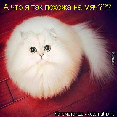 А что я так похожа на мяч???... Котоматрица: А что я так похожа на мяч???