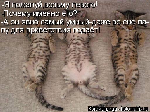 -Я,пожалуй,возьму левого! -Почему именно его? -А он явно самый умный-даже во сне ла- пу для приветств... Котоматрица: -Я,пожалуй,возьму левого! -Почему именно его? -А он явно самый умный-даже во сне ла- пу для приветствия подаёт!
