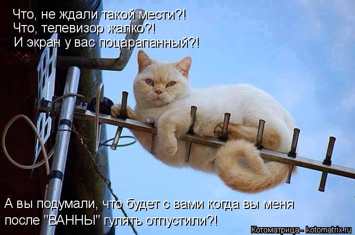 Что, не ждали такой мести?! Что, телевизор жалко?! И экран у вас поцарапанный?! А вы подумали, что бу... Котоматрица: Что, не ждали такой мести?! Что, телевизор жалко?! И экран у вас поцарапанный?! А вы подумали, что будет с вами когда вы меня после "ВАННЫ" гулят