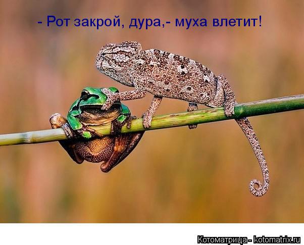 - Рот закрой, дура - муха влетит! ,... Котоматрица: - Рот закрой, дура - муха влетит! ,
