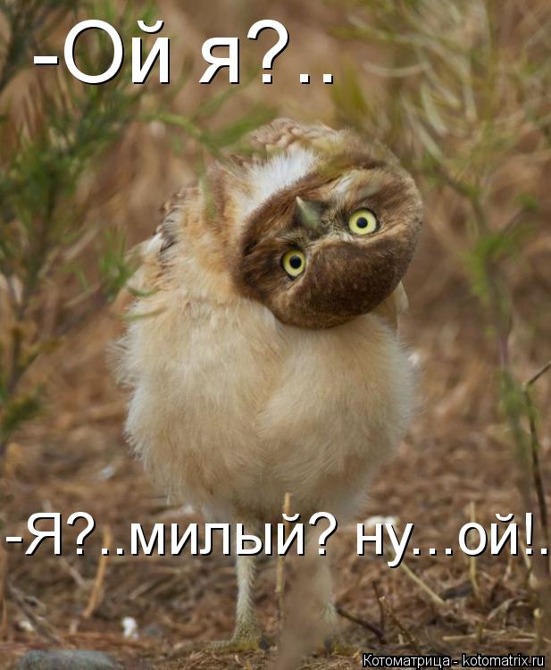 -Ой я?.. -Я?..милый? ну...ой!..... Котоматрица: -Ой я?.. -Я?..милый? ну...ой!..