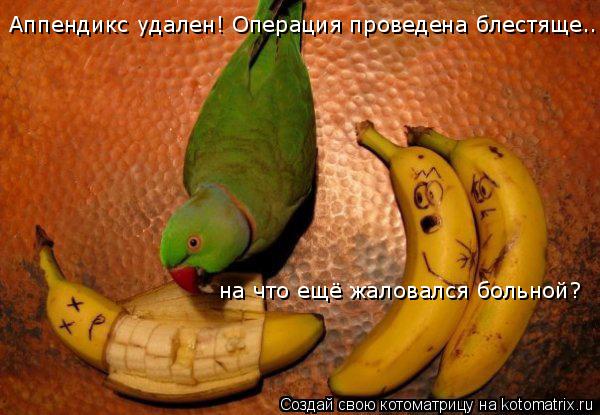 Аппендикс удален! Операция проведена блестяще.. на что ещё жаловался больной?... Котоматрица: Аппендикс удален! Операция проведена блестяще.. на что ещё жаловался больной?
