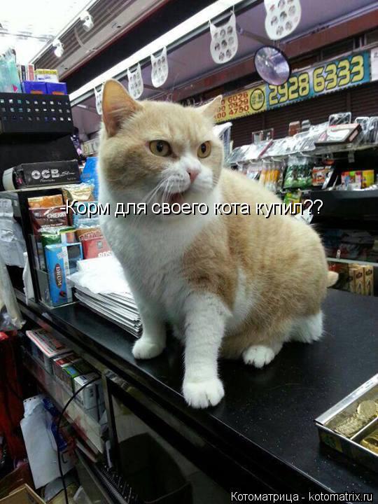 Котоматрица: -Корм для своего кота купил??