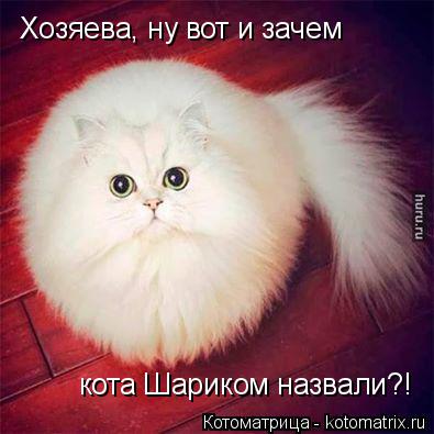 Хозяева, ну вот и зачем кота Шариком назвали?!... Котоматрица: Хозяева, ну вот и зачем кота Шариком назвали?!