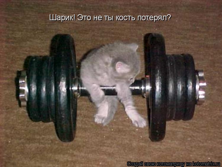 Котоматрица: Шарик! Это не ты кость потерял?