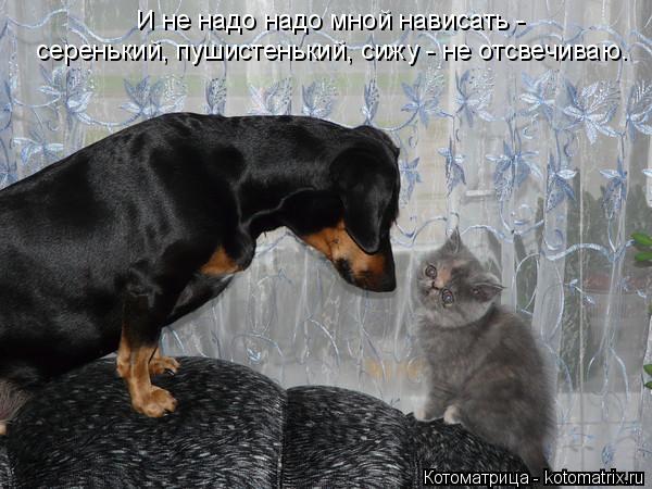 Котоматрица: серенький, пушистенький, сижу - не отсвечиваю. И не надо надо мной нависать -