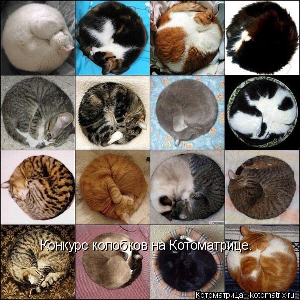 Котоматрица: Конкурс колобков на Котоматрице.