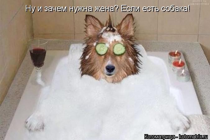 Котоматрица: Ну и зачем нужна жена? Если есть собака!