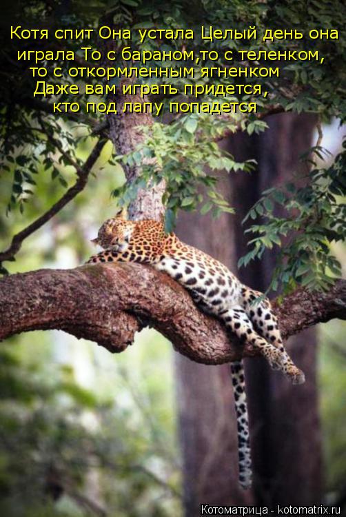 Котоматрица: играла То с бараном,то с теленком, Котя спит Она устала Целый день она Даже вам играть придется, то с откормленным ягненком кто под лапу попа