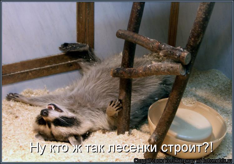 Ну кто ж так лесенки строит?!... Котоматрица: Ну кто ж так лесенки строит?!