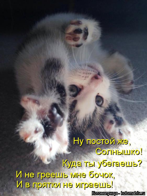 Котоматрица: Ну постой же, Солнышко! Куда ты убегаешь? И не греешь мне бочок, И в прятки не играешь!