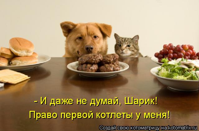 - И даже не думай, Шарик! Право первой котлеты у меня!... Котоматрица: - И даже не думай, Шарик! Право первой котлеты у меня!
