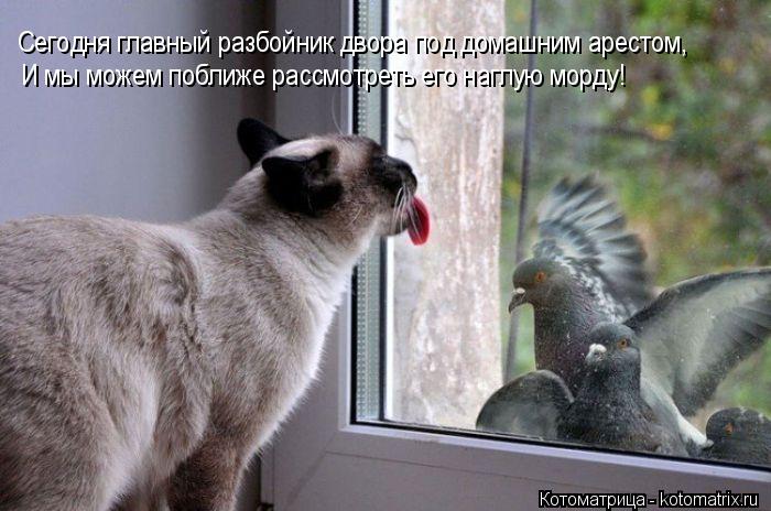 Сегодня главный разбойник двора под домашним арестом, И мы можем поближе рассмотреть его наглую морду... Котоматрица: Сегодня главный разбойник двора под домашним арестом, И мы можем поближе рассмотреть его наглую морду!