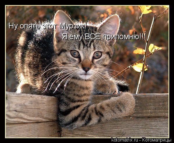 Ну опять этот Мурзик! Я ему ВСЁ припомню!!!... Котоматрица: Ну опять этот Мурзик! Я ему ВСЁ припомню!!!