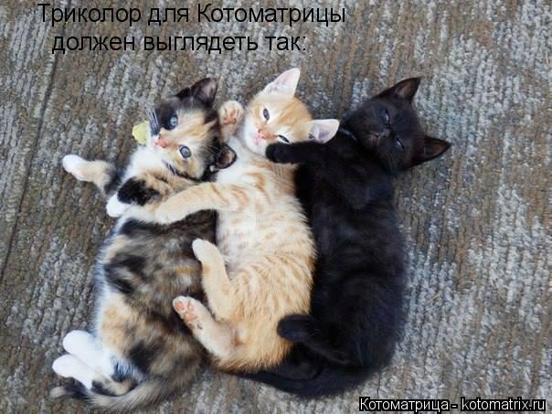 Триколор для Котоматрицы должен выглядеть так:... Котоматрица: Триколор для Котоматрицы должен выглядеть так: