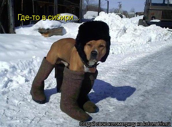 Где-то в сибири...... Котоматрица: Где-то в сибири...