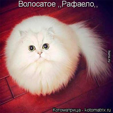 Волосатое ,,Рафаело,,... Котоматрица: Волосатое ,,Рафаело,,