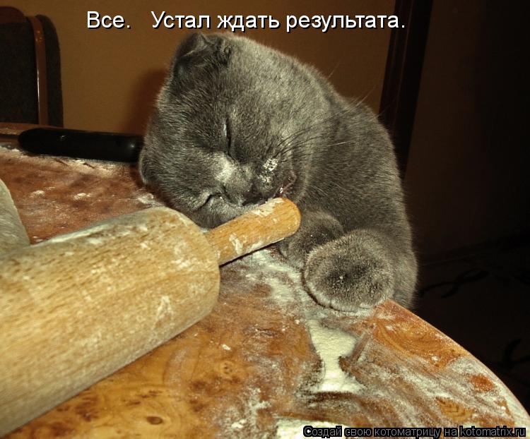 Котоматрица: Все.   Устал ждать результата.