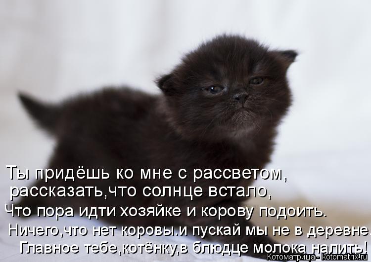 Главное тебе,котёнку,в блюдце молока налить! Ничего,что нет коровы.и пускай мы не в деревне... Что по... Котоматрица: Главное тебе,котёнку,в блюдце молока налить! Ничего,что нет коровы.и пускай мы не в деревне... Что пора идти хозяйке и корову подоить. рассказ
