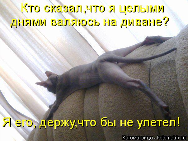 Кто сказал,что я целыми днями валяюсь на диване? Я его, держу,что бы не улетел!... Котоматрица: Кто сказал,что я целыми днями валяюсь на диване? Я его, держу,что бы не улетел!