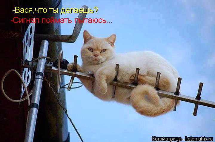 -Вася,что ты делаешь? -Сигнал поймать пытаюсь...... Котоматрица: -Вася,что ты делаешь? -Сигнал поймать пытаюсь...