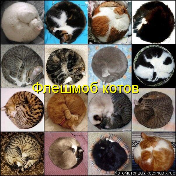 Котоматрица: Флешмоб котов
