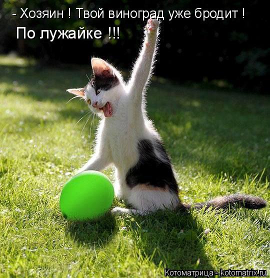- Хозяин ! Твой виноград уже бродит ! По лужайке !!!... Котоматрица: - Хозяин ! Твой виноград уже бродит ! По лужайке !!!