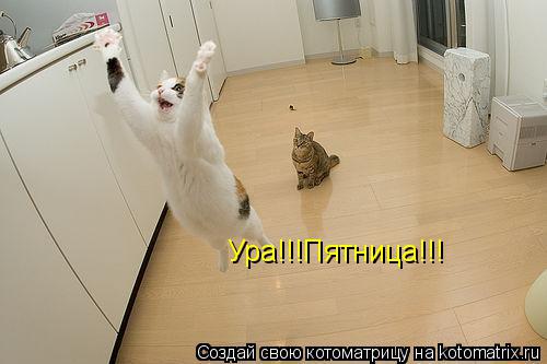 Ура!!!Пятница!!!... Котоматрица: Ура!!!Пятница!!!
