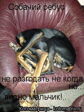 Собачий ребус не разгодать не когда! но... но... видно мальчик!..... Котоматрица: Собачий ребус не разгодать не когда! но... но... видно мальчик!..