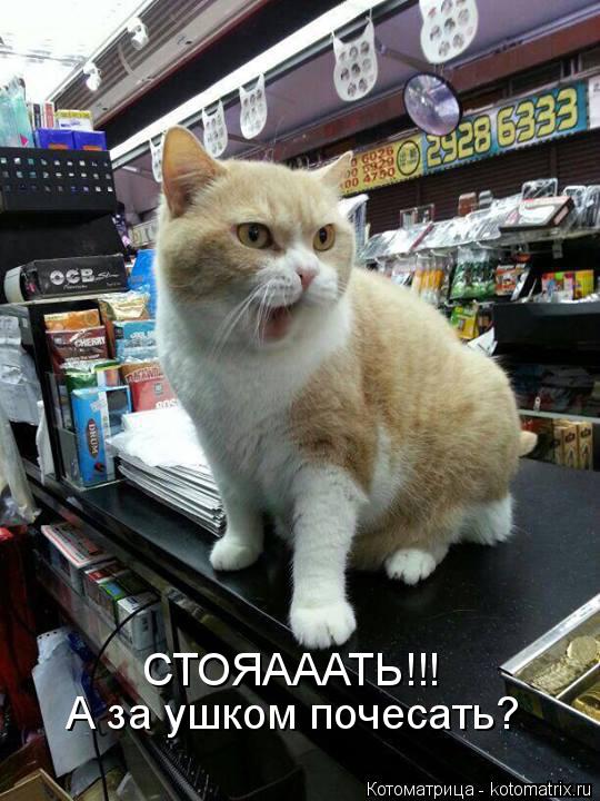 СТОЯАААТЬ!!! А за ушком почесать?... Котоматрица: СТОЯАААТЬ!!! А за ушком почесать?