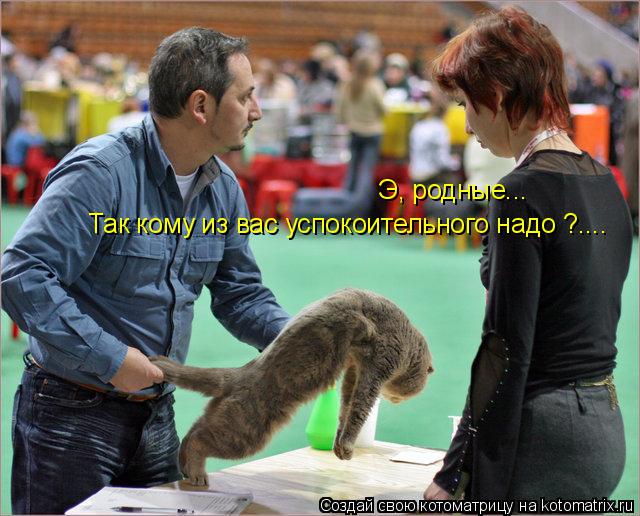 Э, родные... Так кому из вас успокоительного надо ?....... Котоматрица: Э, родные... Так кому из вас успокоительного надо ?....