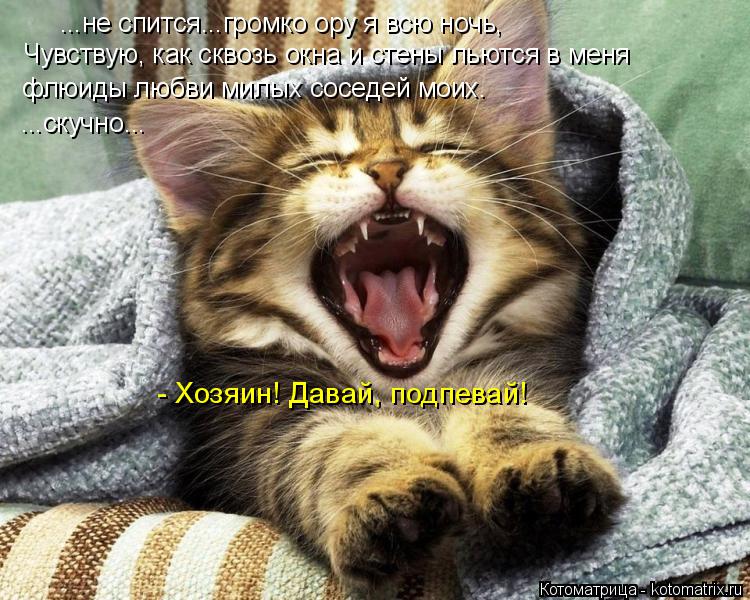 Котоматрица: ...не спится...громко ору я всю ночь, Чувствую, как сквозь окна и стены льются в меня флюиды любви милых соседей моих. ...скучно... - Хозяин! Давай,