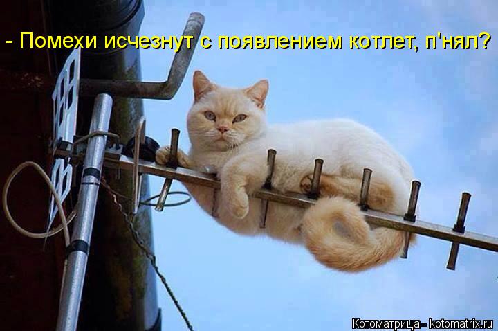 Котоматрица: - Помехи исчезнут с появлением котлет, п'нял?