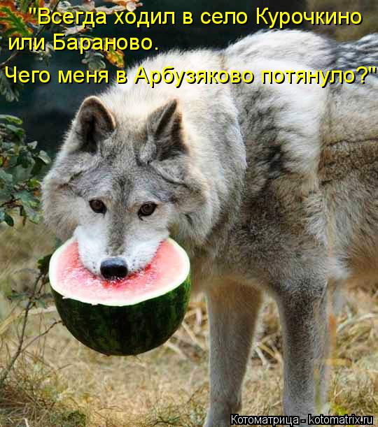 "Всегда ходил в село Курочкино или Бараново. Чего меня в Арбузяково потянуло?"... Котоматрица: "Всегда ходил в село Курочкино или Бараново. Чего меня в Арбузяково потянуло?"