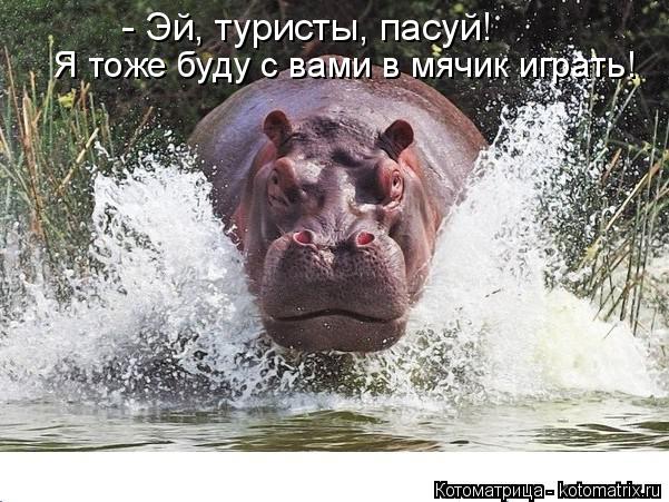 Я тоже буду с вами в мячик играть! - Эй, туристы, пасуй!... Котоматрица: Я тоже буду с вами в мячик играть! - Эй, туристы, пасуй!