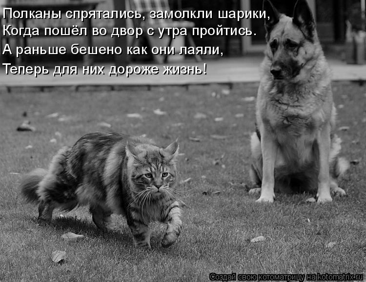 Полканы спрятались, замолкли шарики, Когда пошёл во двор с утра пройтись. А раньше бешено как они лая... Котоматрица: Полканы спрятались, замолкли шарики, Когда пошёл во двор с утра пройтись. А раньше бешено как они лаяли, Теперь для них дороже жизнь!