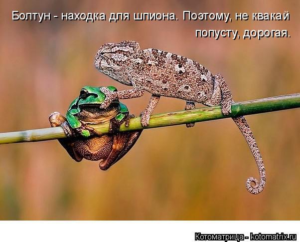 Болтун - находка для шпиона. Поэтому, не квакай попусту, дорогая.... Котоматрица: Болтун - находка для шпиона. Поэтому, не квакай попусту, дорогая.