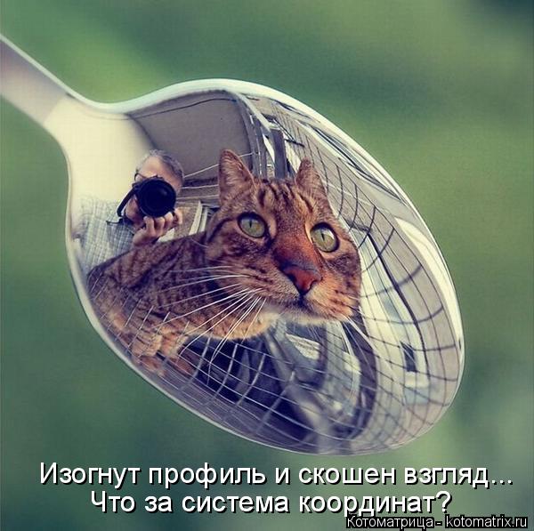 Котоматрица: Изогнут профиль и скошен взгляд... Что за система координат? Что за система координат?