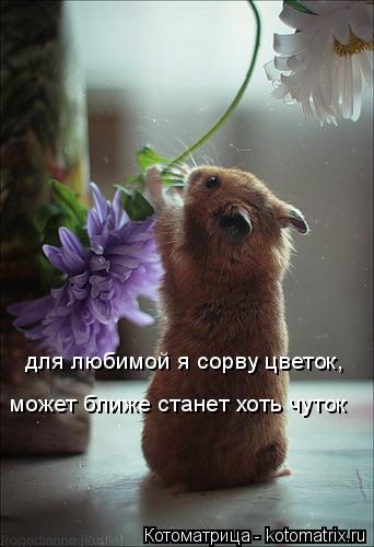 для любимой я сорву цветок, может ближе станет хоть чуток... Котоматрица: для любимой я сорву цветок, может ближе станет хоть чуток