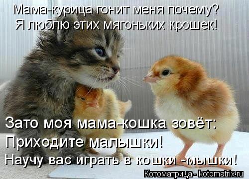 Мама-курица гонит меня почему? Я люблю этих мягоньких крошек! Зато моя мама-кошка зовёт: Приходите ма... Котоматрица: Мама-курица гонит меня почему? Я люблю этих мягоньких крошек! Зато моя мама-кошка зовёт: Приходите малышки! Научу вас играть в кошки -мышки!