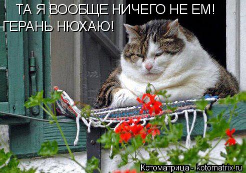 ТА Я ВООБЩЕ НИЧЕГО НЕ ЕМ! ГЕРАНЬ НЮХАЮ!... Котоматрица: ТА Я ВООБЩЕ НИЧЕГО НЕ ЕМ! ГЕРАНЬ НЮХАЮ!