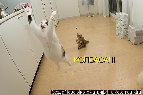 КОЛБАСА!!!... Котоматрица: КОЛБАСА!!!