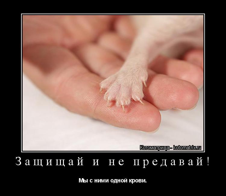Защищай и не предавай! Мы с ними одной крови.... Котоматрица: Защищай и не предавай! Мы с ними одной крови.