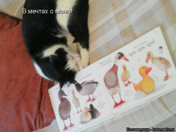 В мечтах о меню!... Котоматрица: В мечтах о меню!