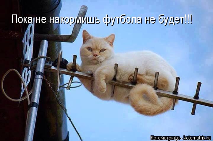 Пока не накормишь футбола не будет!!!... Котоматрица: Пока не накормишь футбола не будет!!!