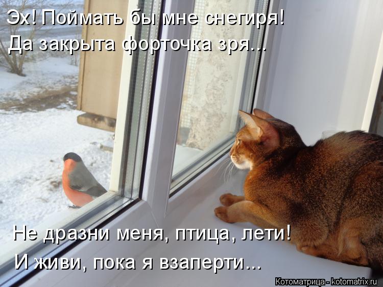Эх! Поймать бы мне снегиря! Да закрыта форточка зря... Не дразни меня, птица, лети! И живи, пока я вз... Котоматрица: Эх! Поймать бы мне снегиря! Да закрыта форточка зря... Не дразни меня, птица, лети! И живи, пока я взаперти...