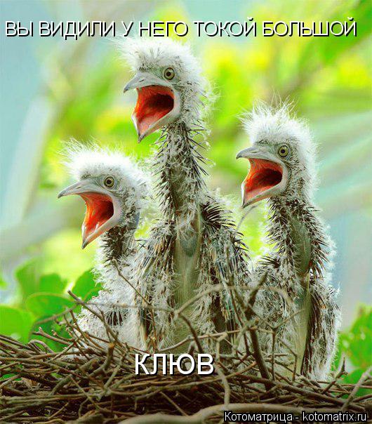 ВЫ ВИДИЛИ У НЕГО ТОКОЙ БОЛЬШОЙ КЛЮВ... Котоматрица: ВЫ ВИДИЛИ У НЕГО ТОКОЙ БОЛЬШОЙ КЛЮВ