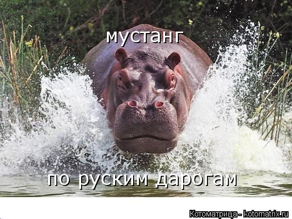 мустанг по руским дарогам... Котоматрица: мустанг по руским дарогам