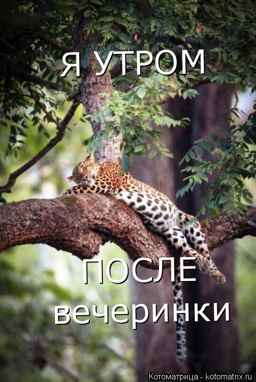 Я УТРОМ ПОСЛЕ вечеринки... Котоматрица: Я УТРОМ ПОСЛЕ вечеринки