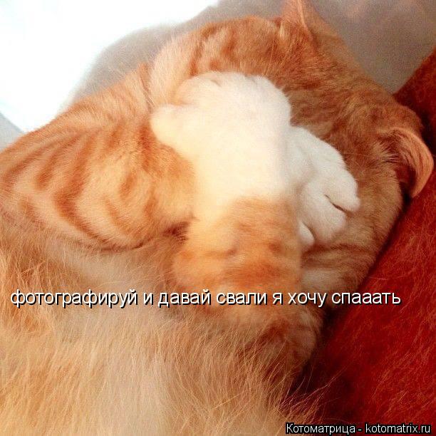 фотографируй и давай свали я хочу спааать... Котоматрица: фотографируй и давай свали я хочу спааать